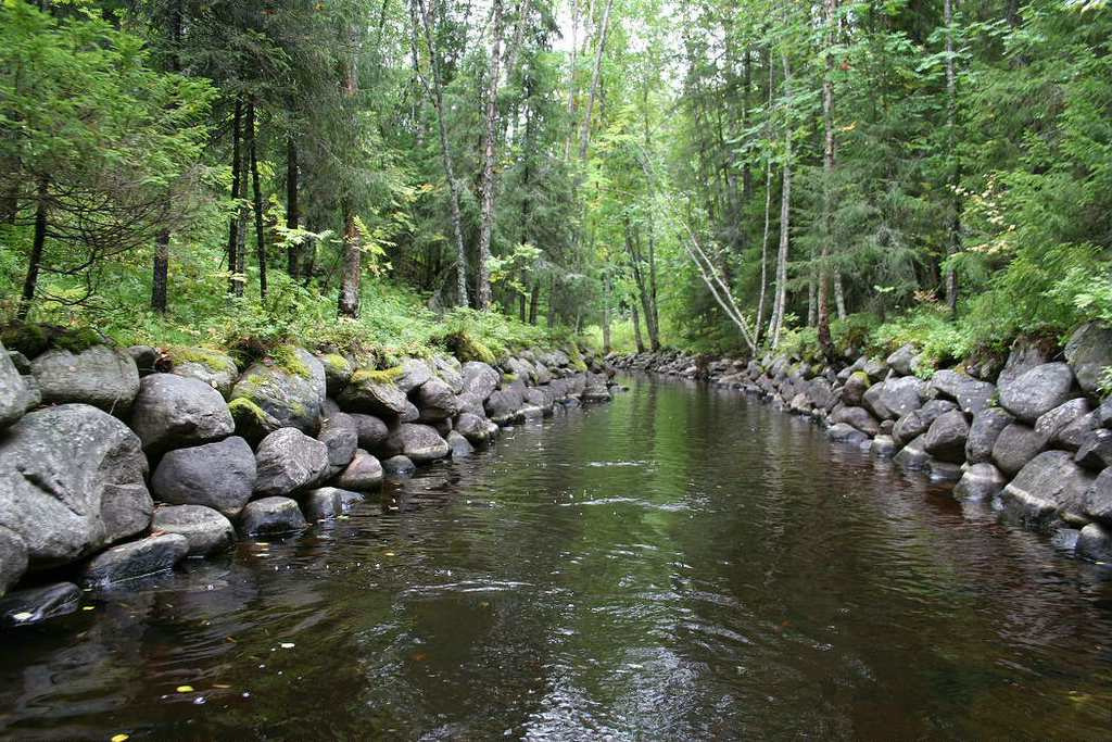 Соловки лес